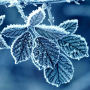 icon Winter Wallpapers