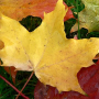 icon Autumn Wallpapers