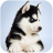 icon Husky Simulator 1.0.1